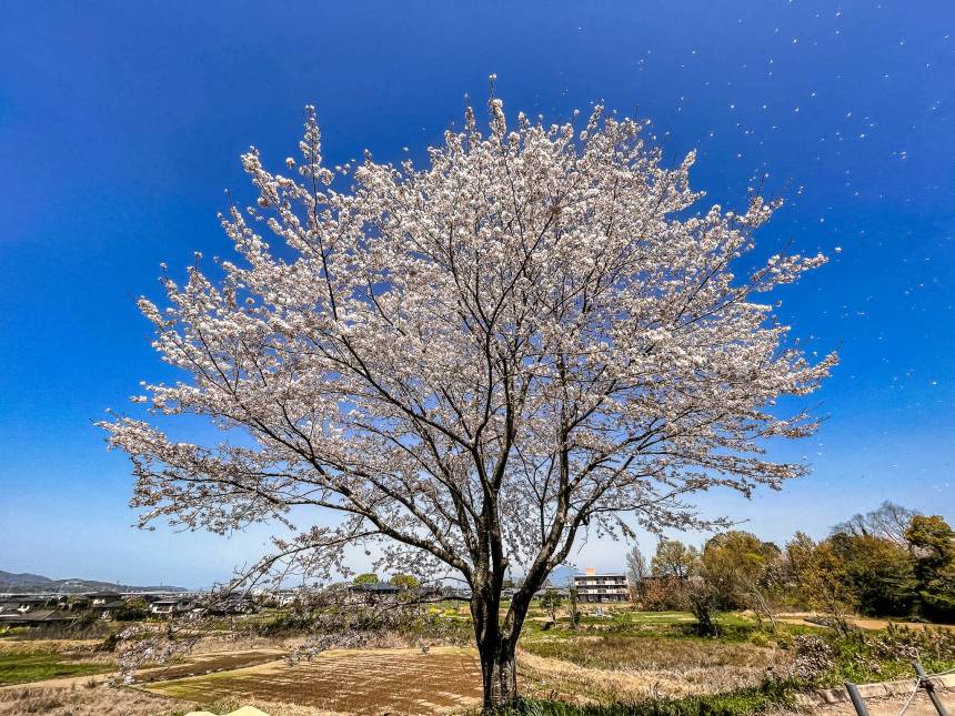武蔵の弟子が眠る墓のそばの公園の大木にしがみついている御婦人がいた。
